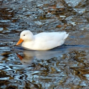 Photo de Canard