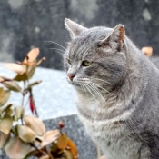 Photo de Chat domestique