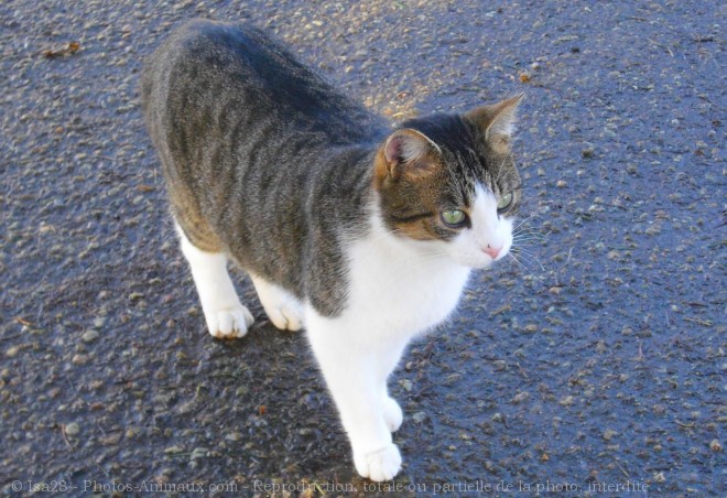 Photo de Chat domestique