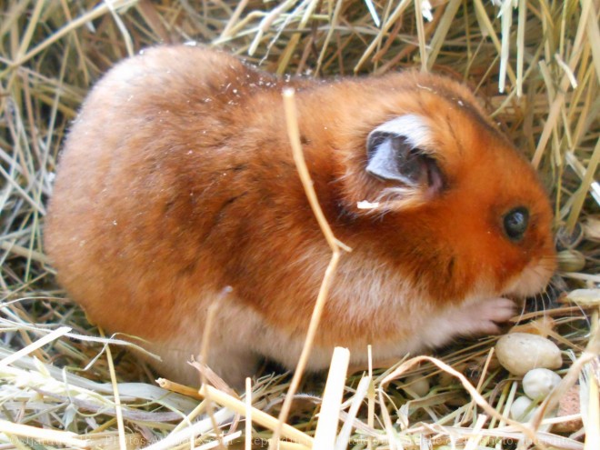 Photo de Hamster