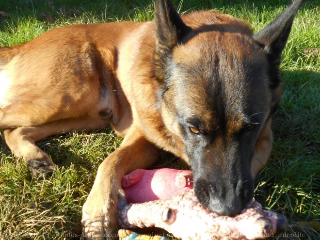 Photo de Berger belge malinois