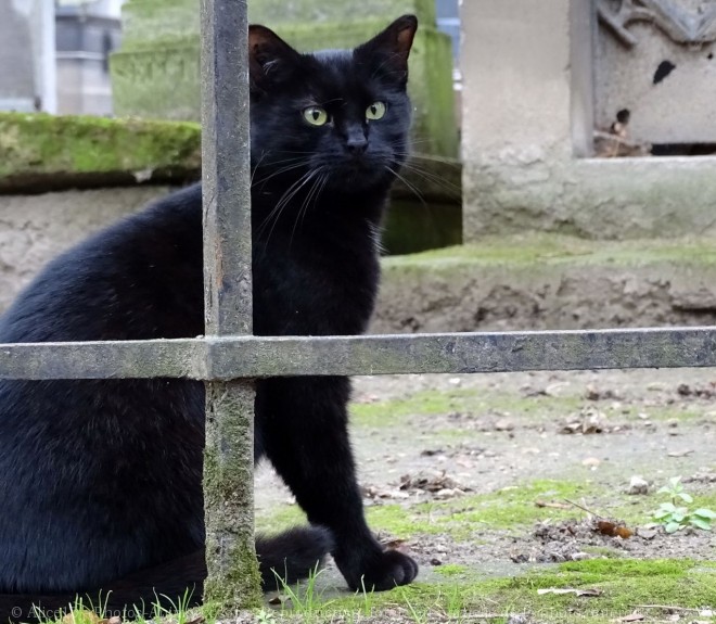 Photo de Chat domestique