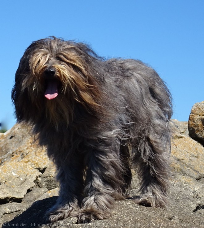 Photo de Bearded collie