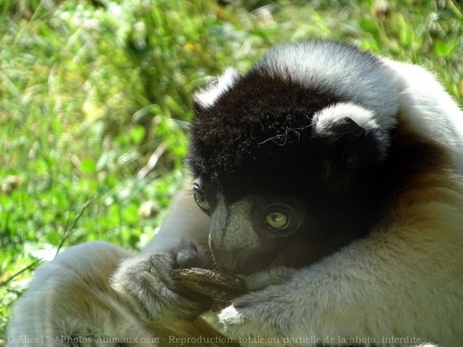 Photo de Singe - propitheque