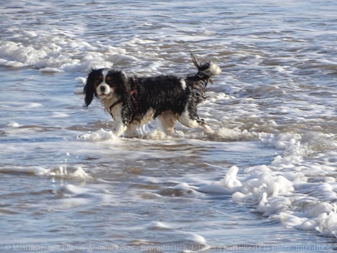 Photo de Cavalier king charles spaniel