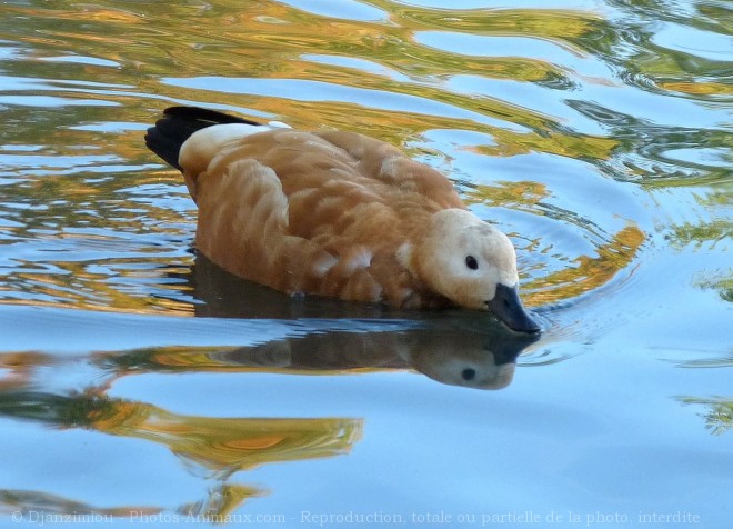 Photo de Canard tadorne casarca