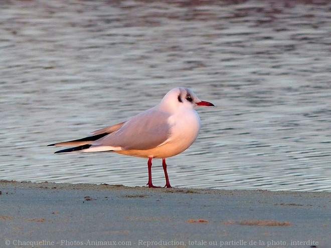 Photo de Mouette