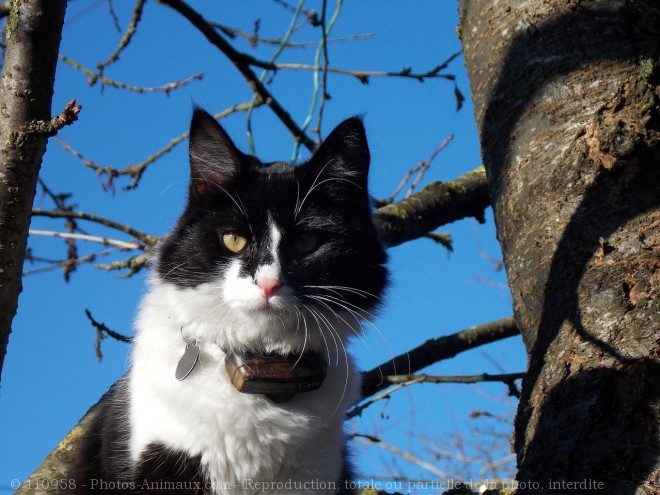 Photo de Chat domestique