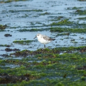 Photo de Gravelot  collier