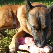 Photo de Berger belge malinois