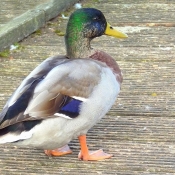 Photo de Canard colvert