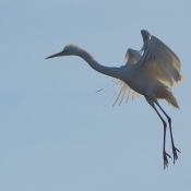 Photo d'Aigrette