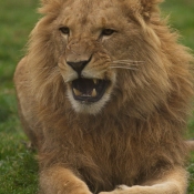 Photo de Lion