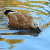 Photo de Canard tadorne casarca