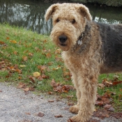 Photo d'Airedale terrier