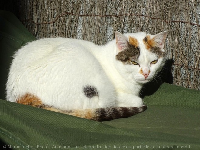 Photo de Chat domestique