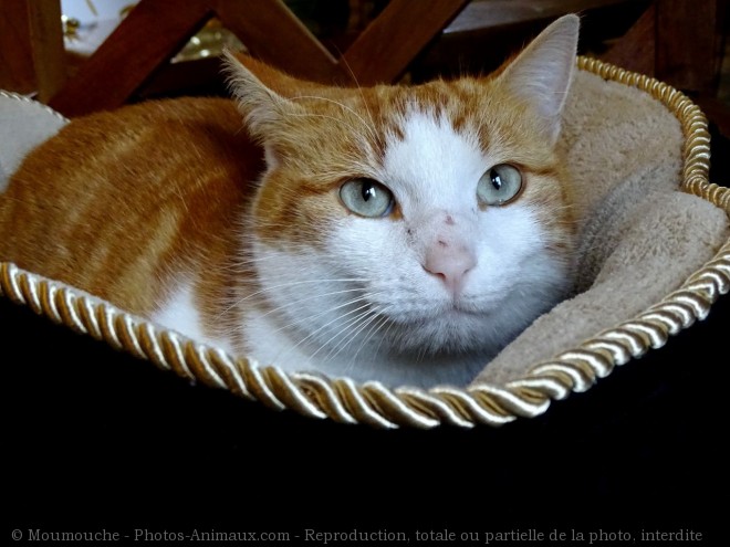 Photo de Chat domestique