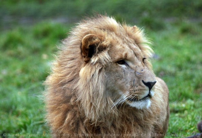 Photo de Lion