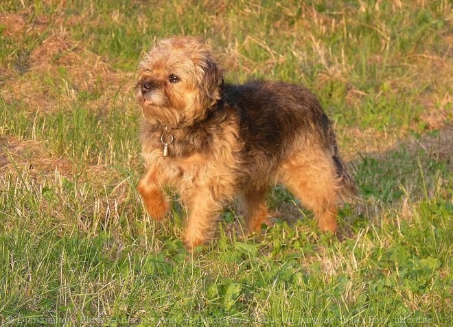 Photo de Border terrier