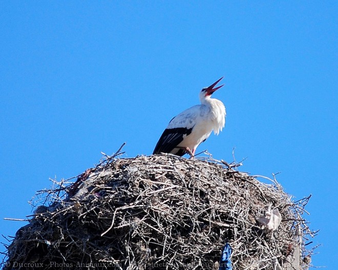 Photo de Cigogne