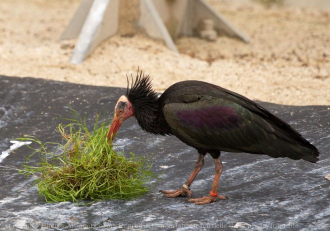 Photo d'Ibis chauve