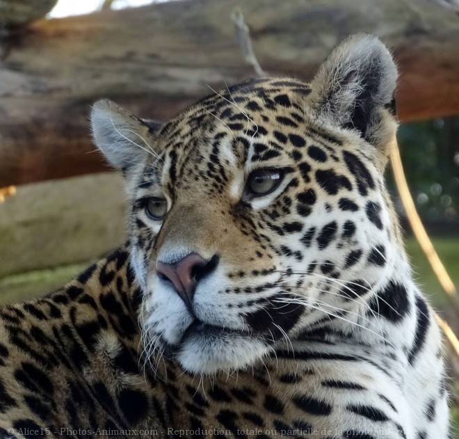 Photo de Jaguar