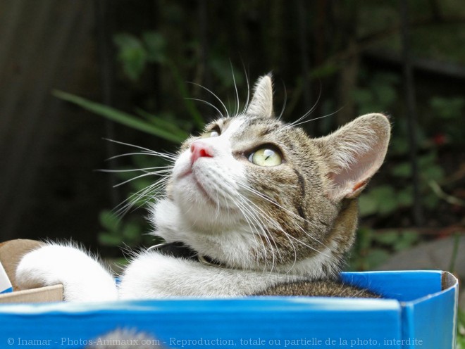 Photo de Chat domestique