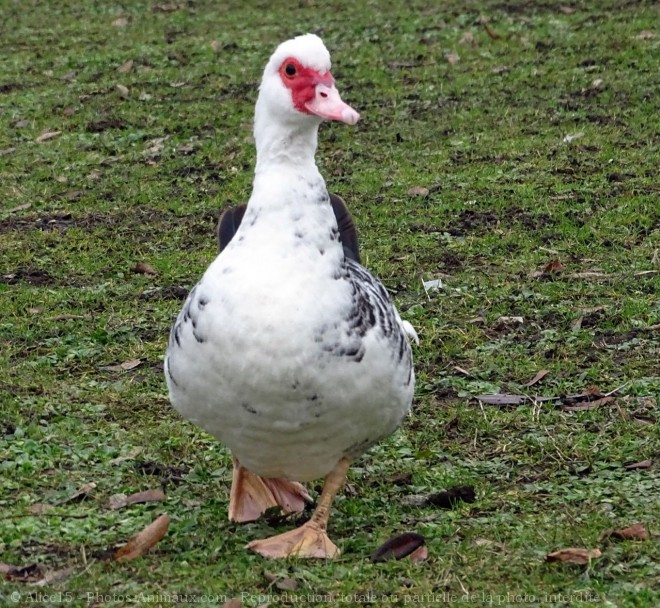 Photo de Canard de barbarie