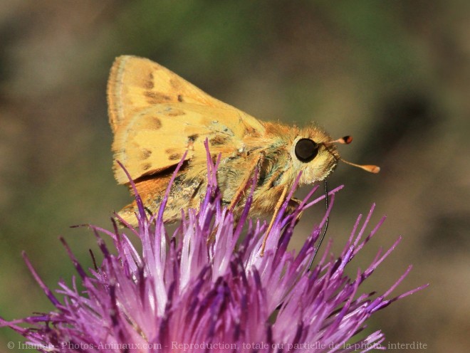 Photo de Papillon