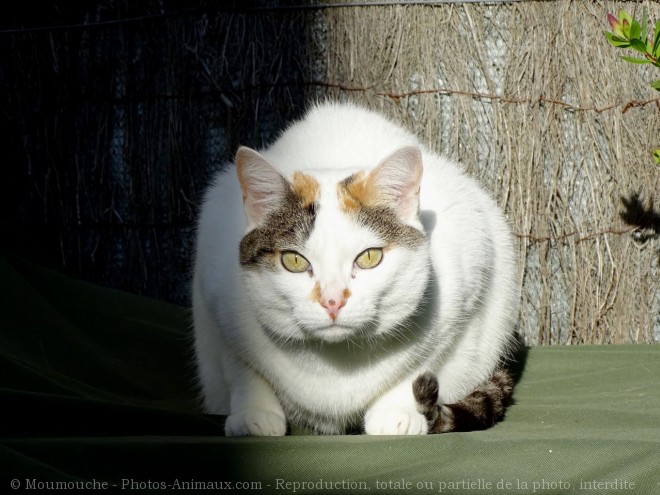 Photo de Chat domestique