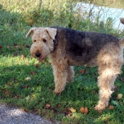 Photo d'Airedale terrier