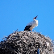 Photo de Cigogne