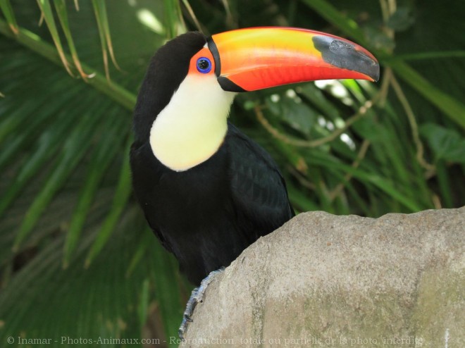 Photo de Toucan