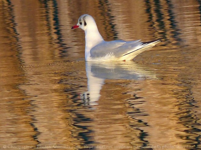 Photo de Mouette