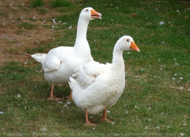 Photo d'Oie blanche