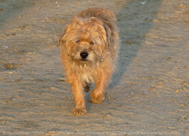 Photo de Border terrier