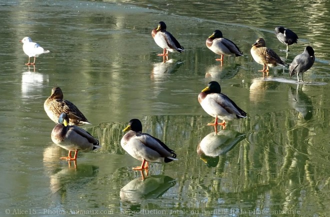 Photo de Canard colvert