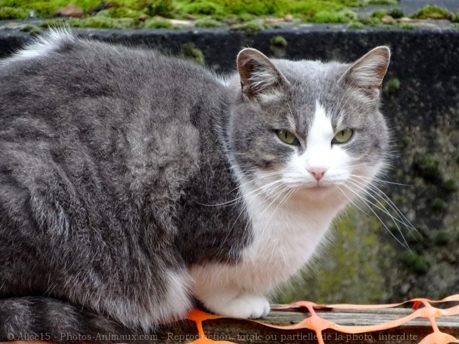 Photo de Chat domestique