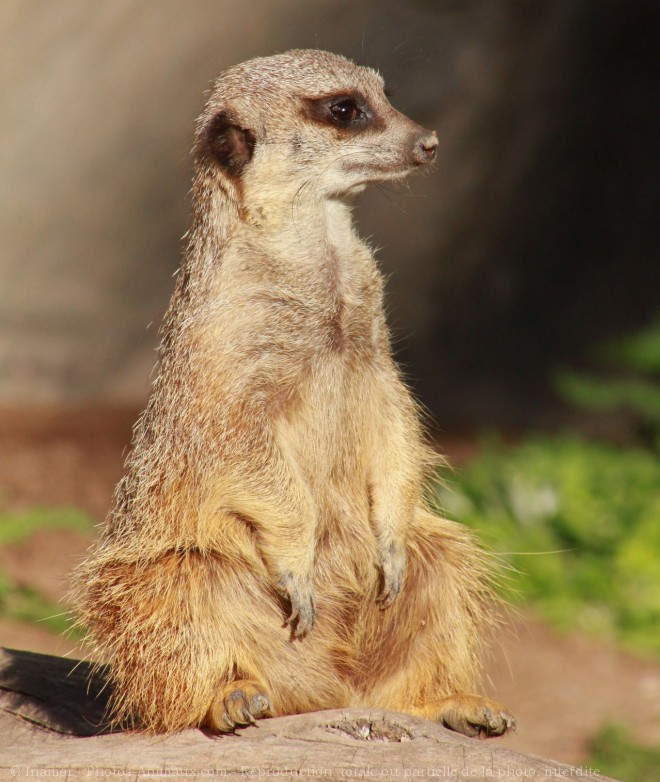 Photo de Suricate