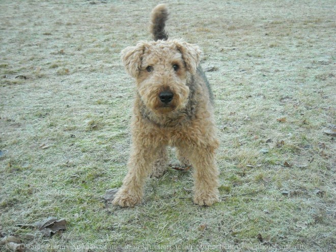 Photo d'Airedale terrier