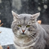 Photo de Chat domestique