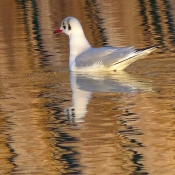 Photo de Mouette