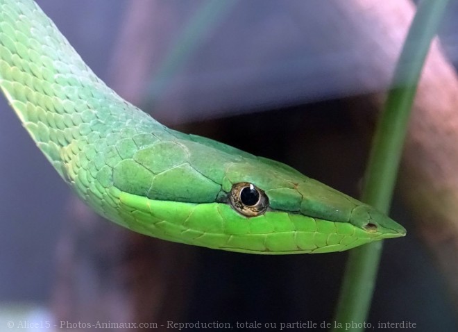 Photo de Serpent