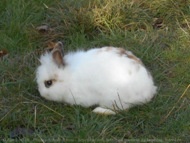 Photo de Lapin