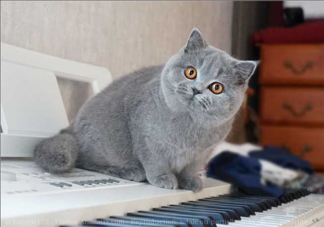 Photo de British shorthair