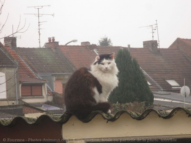 Photo de Chat domestique