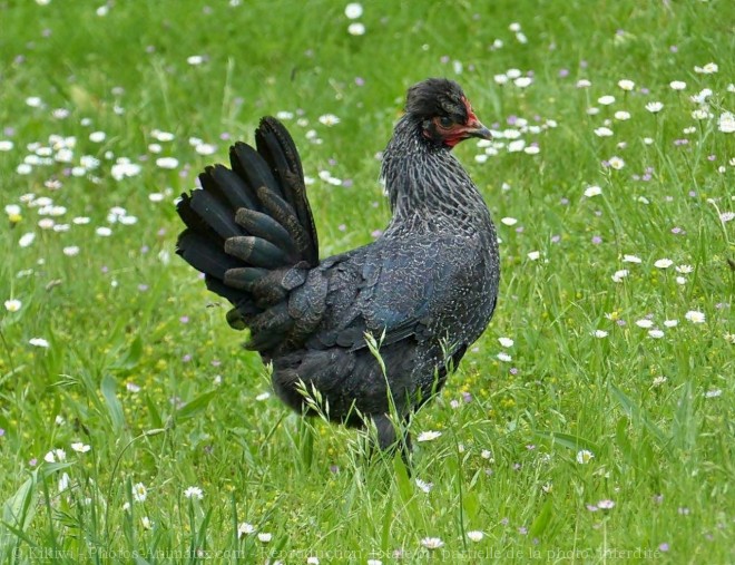 Photo de Poule