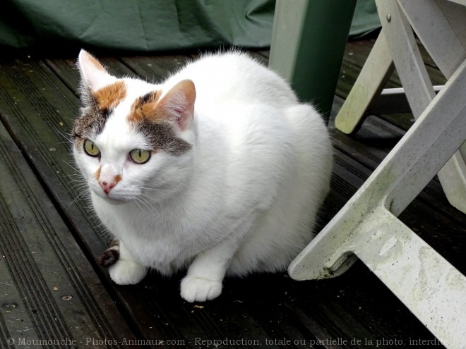 Photo de Chat domestique