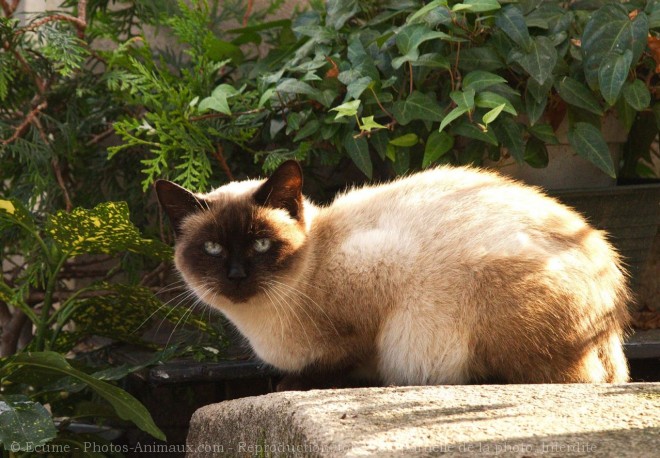 Photo de Chat domestique