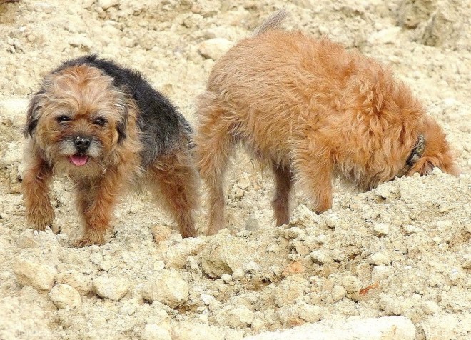 Photo de Border terrier